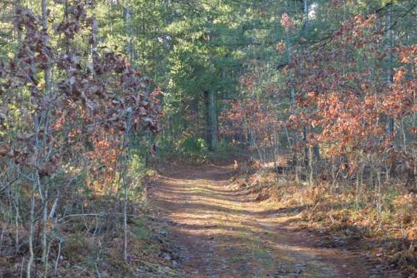 Manistee National Forest Hayes Road