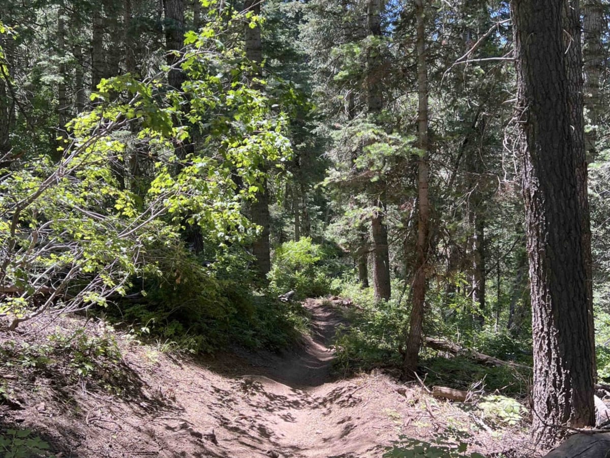 Tibble Fork (2041) photo 5