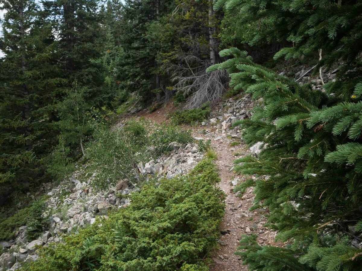Jack Park Trail photo 5
