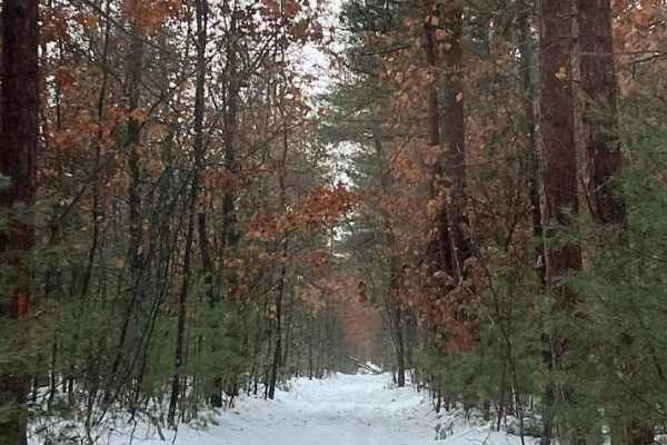 Aspen Trail (NFS 6295)