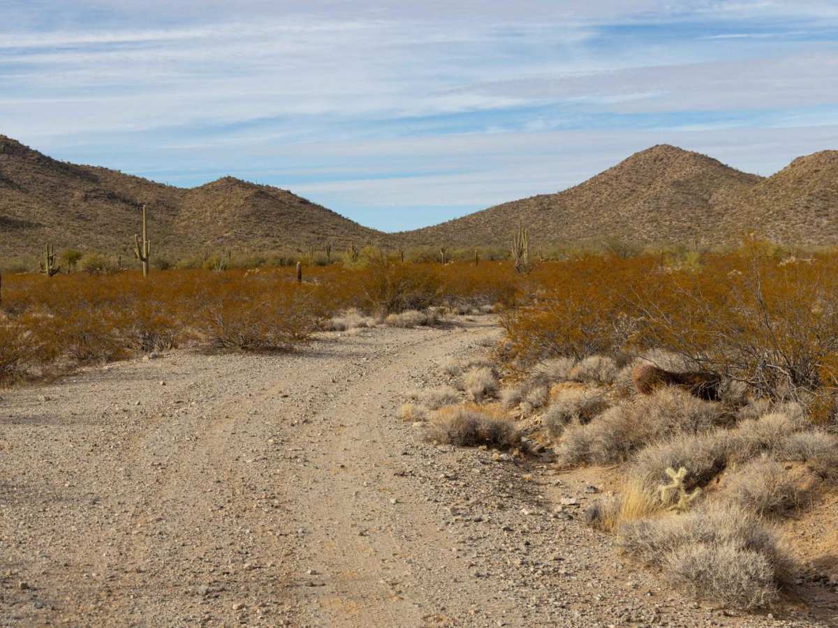 Creosotes Revenge photo 6