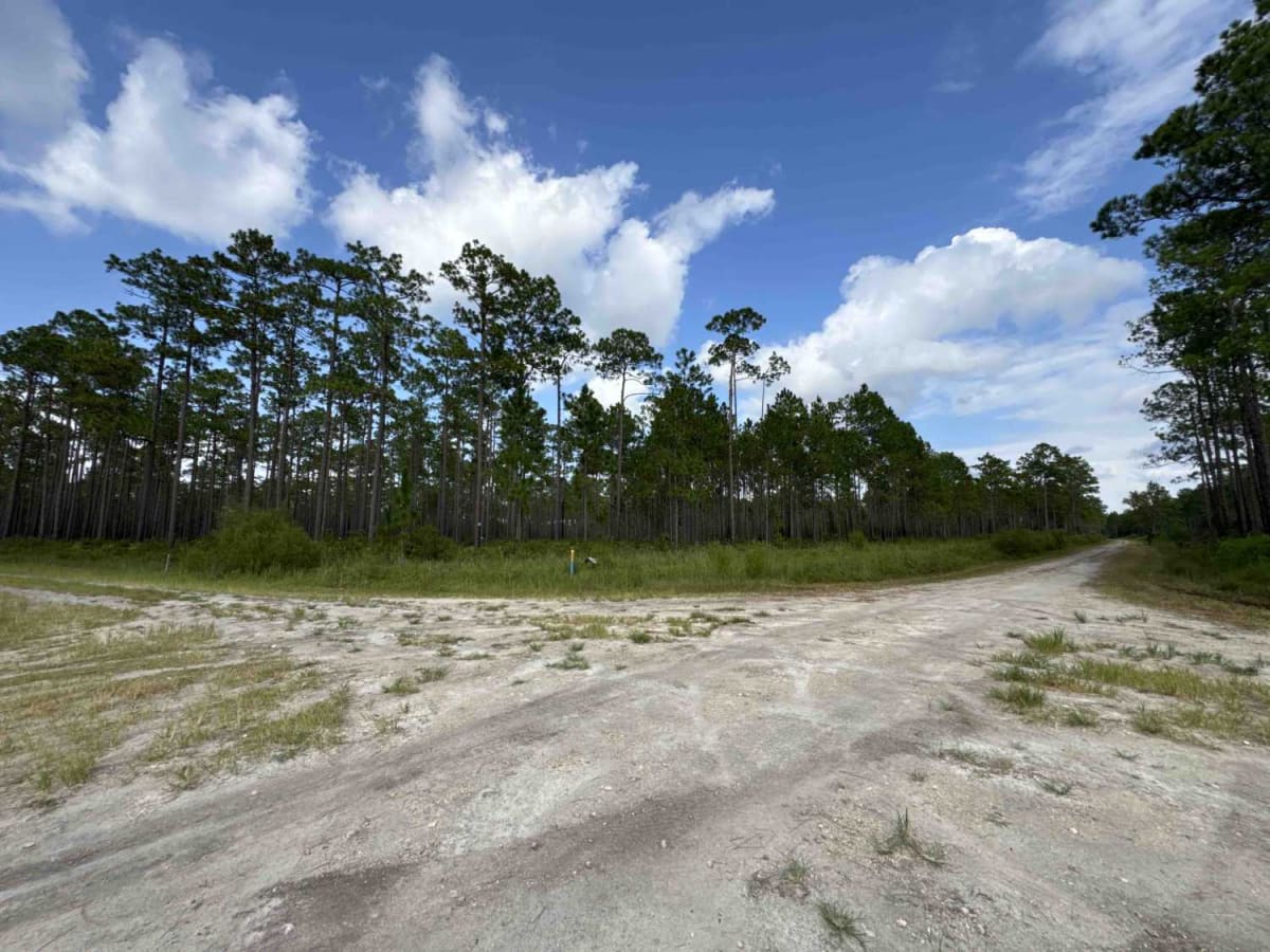 Old Jacksonville Rd - Osceola NF 263 photo 6