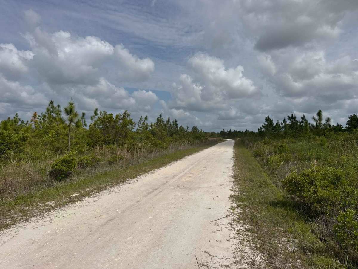 Little Suwannee Road - Osceola NF 291 photo 6