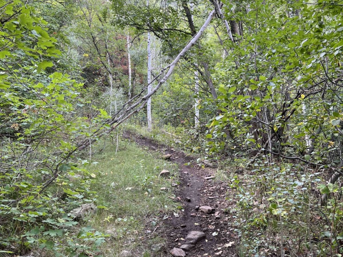 Right Fork Days Canyon (8004) photo 2