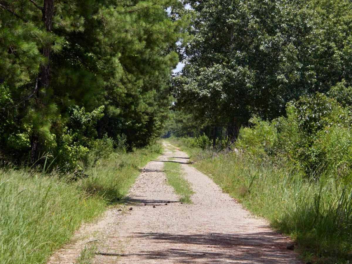 Outer Gregory Field Loop trail photo