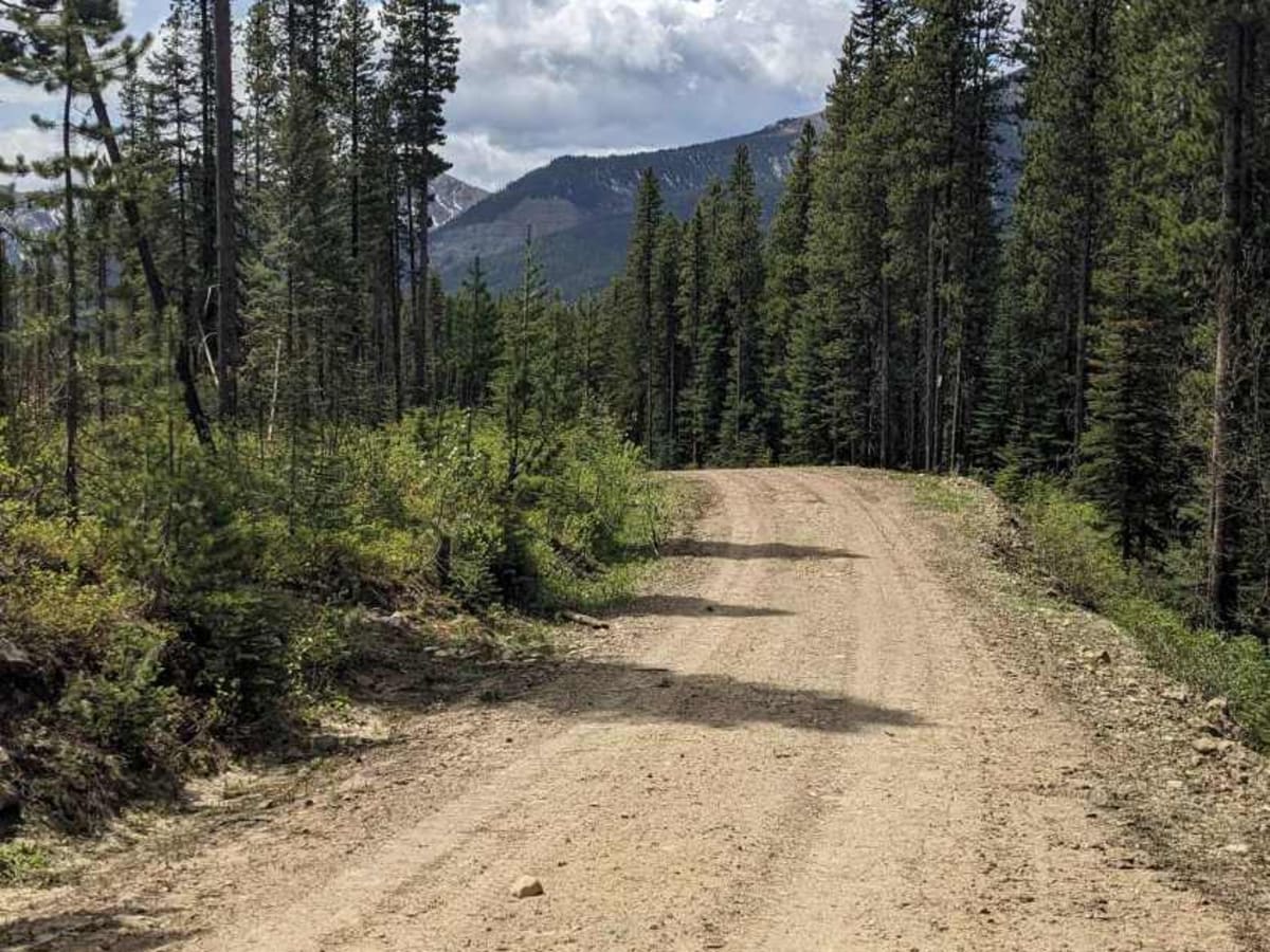 Alexander Creek Forestry Road photo 2