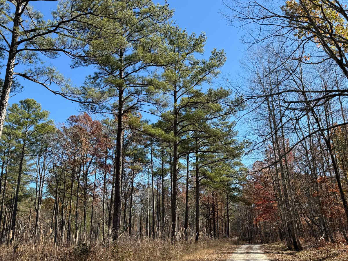 Grindstone Road - FS 109 photo 6