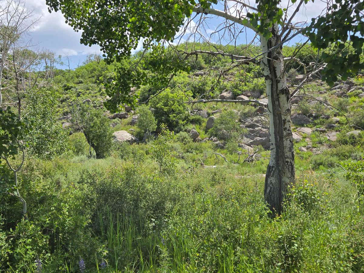 Butler Springs Trail - FS40359 photo 3