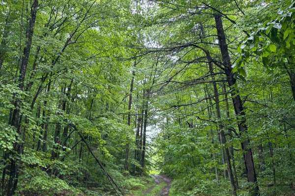 Forest Road 2321J
