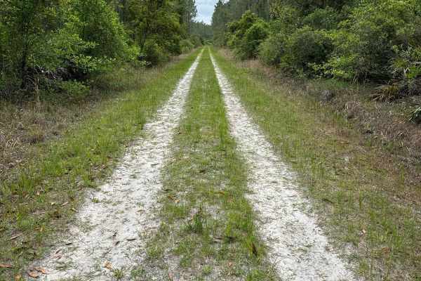 Mule Lot  - Osceola NF 279