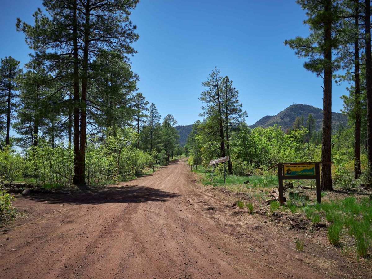 Bill Williams Mountain trail photo