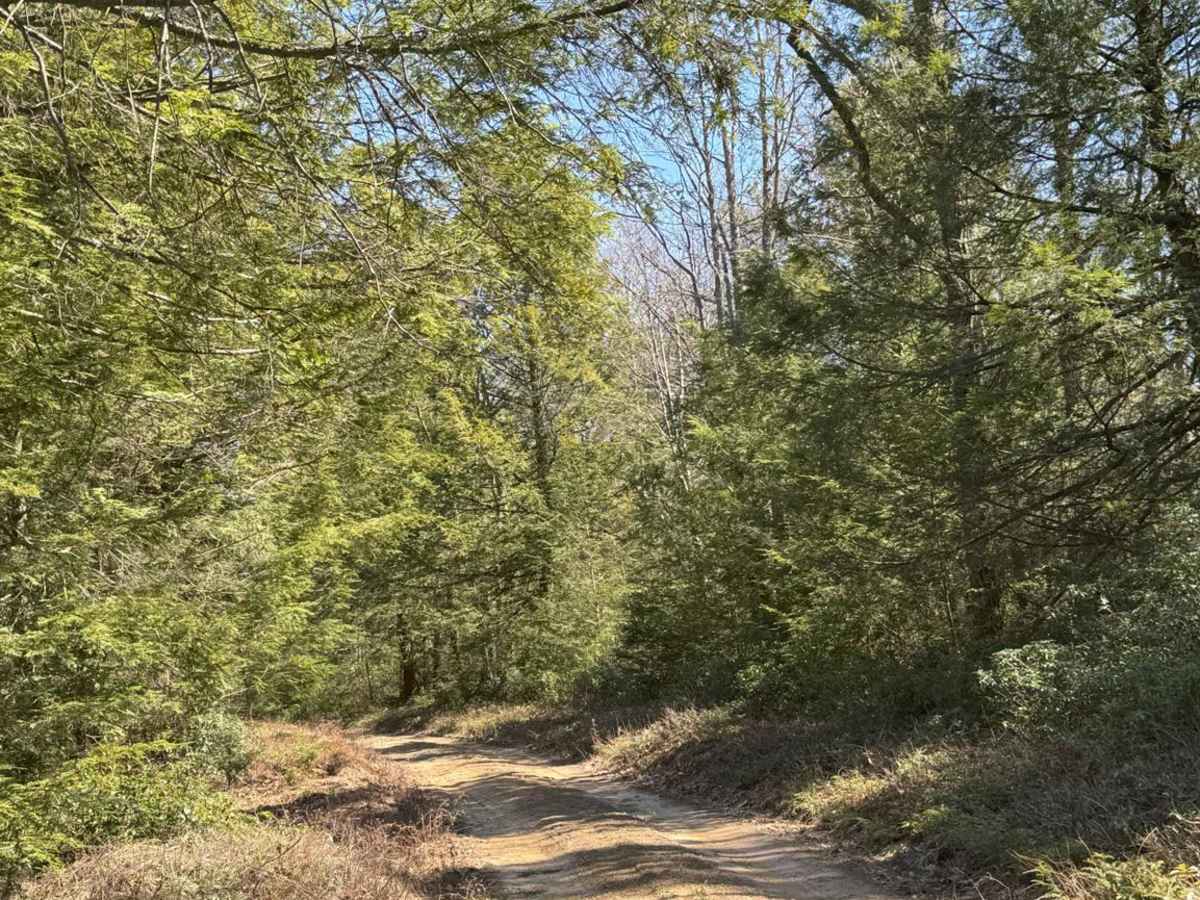 Boggs Ridge Road photo 4