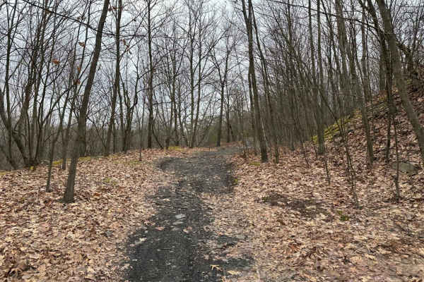 Locust Gap 65