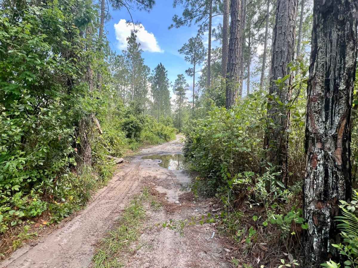 Ocala National Forest | Trail 314A-5.7 photo 5
