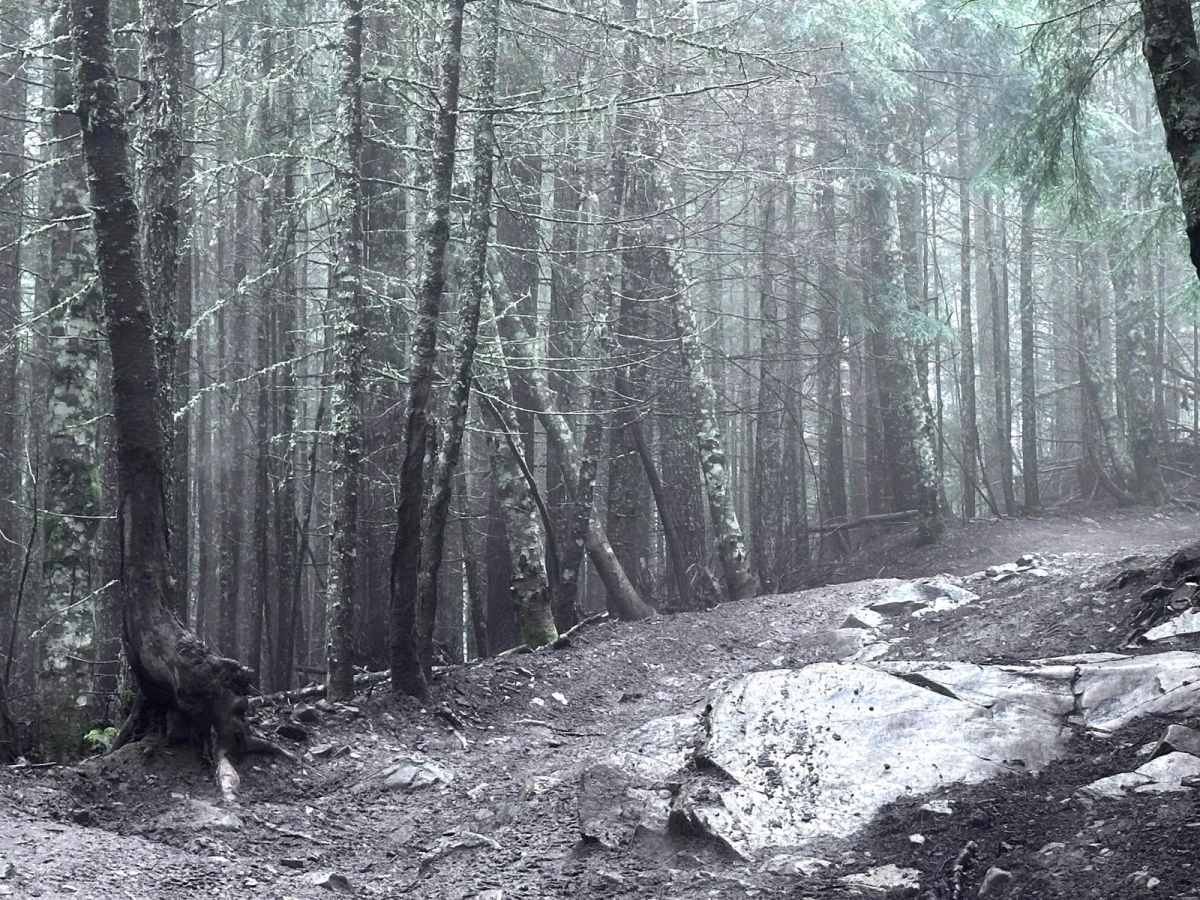 FS311 trail photo