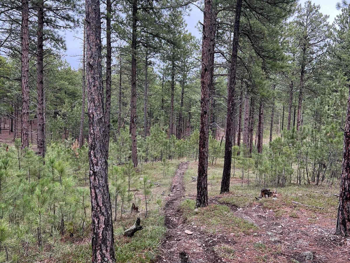 Benchmark Trail photo 6