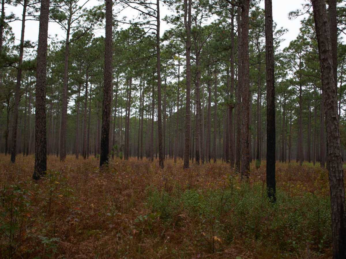 Donnelly WMA PT.1 photo 3