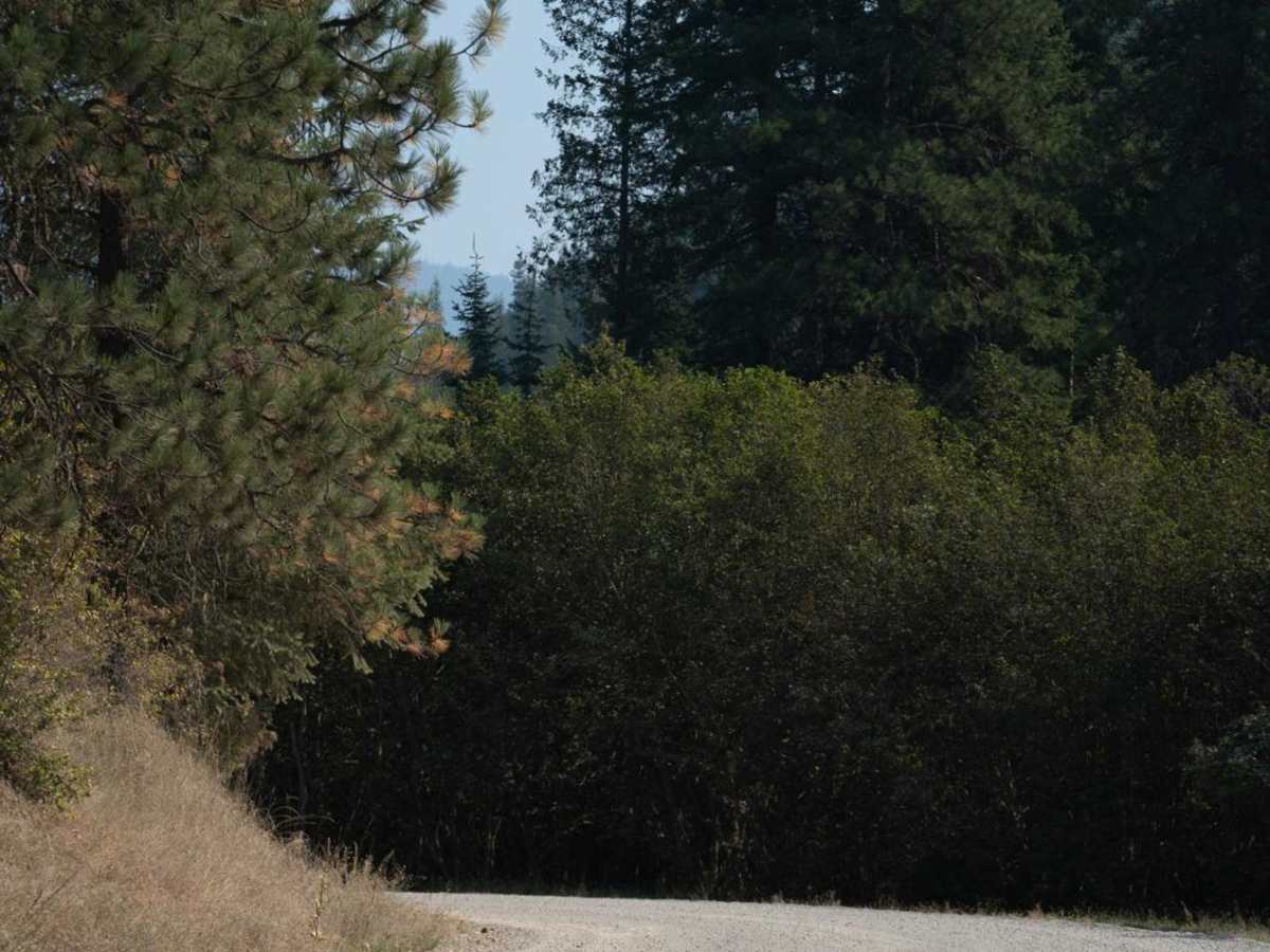 Hamilton Mountain trail photo