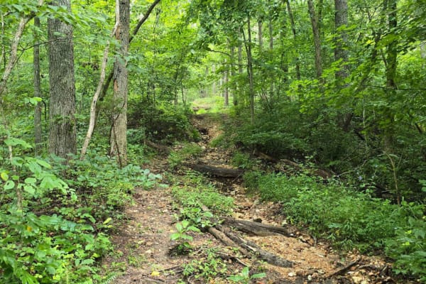 Smith Mill Hollow - FS 2877