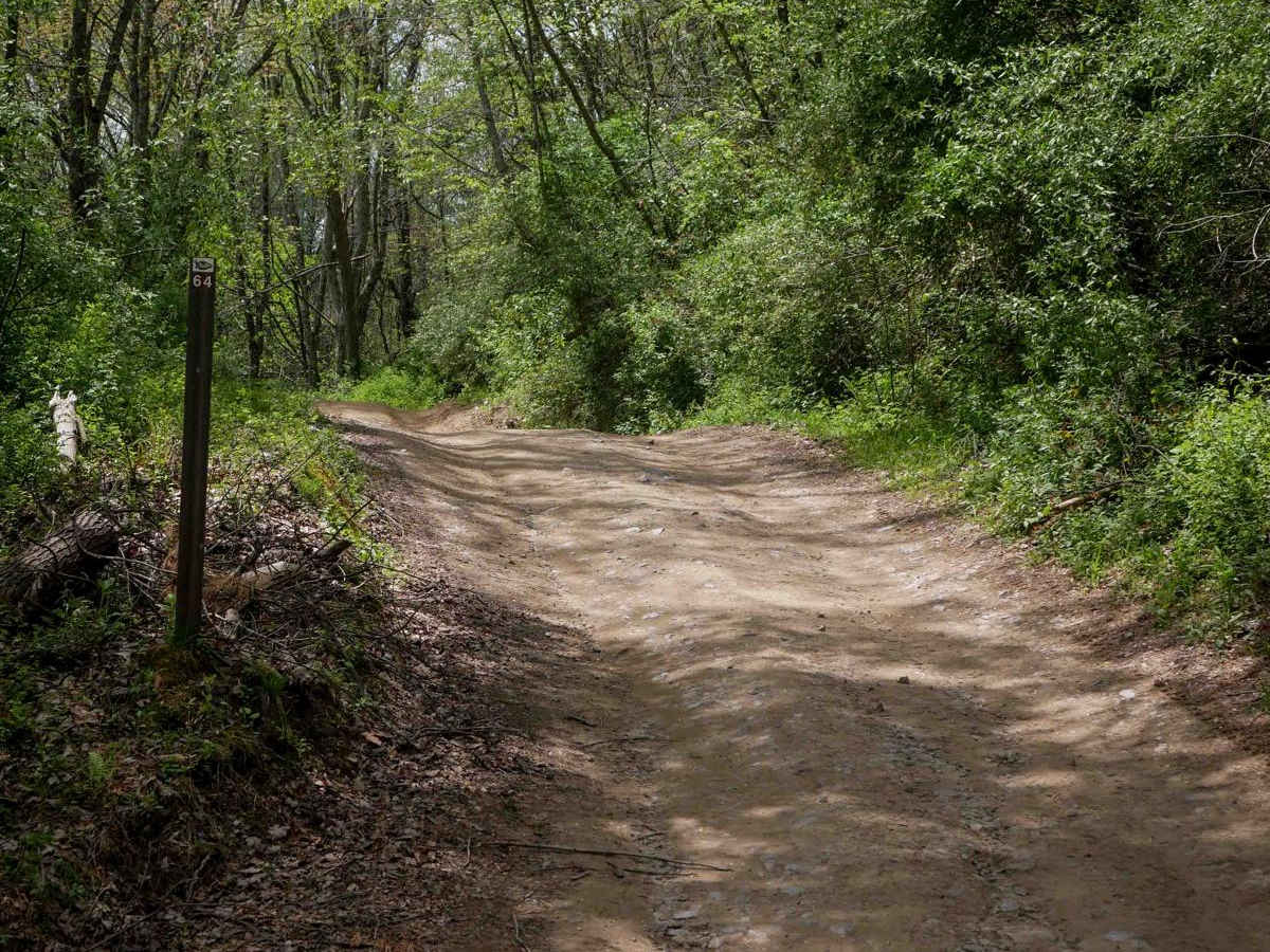 P64 trail photo