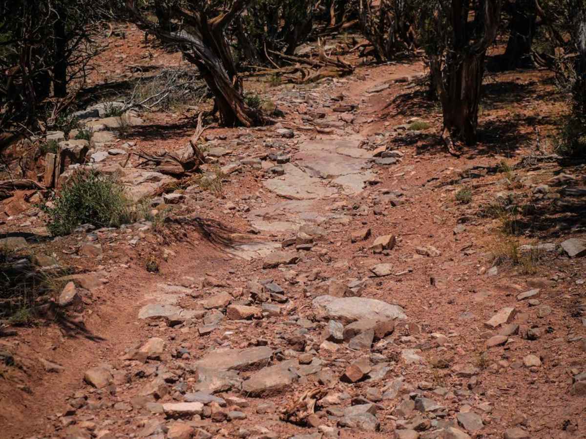BLM 8625 photo 3