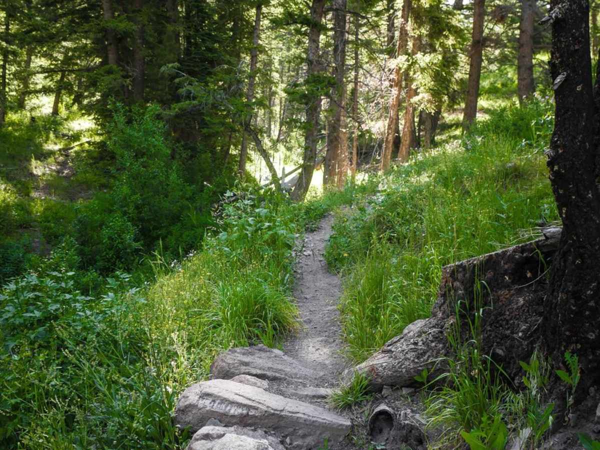 North Fork Deer Creek trail photo