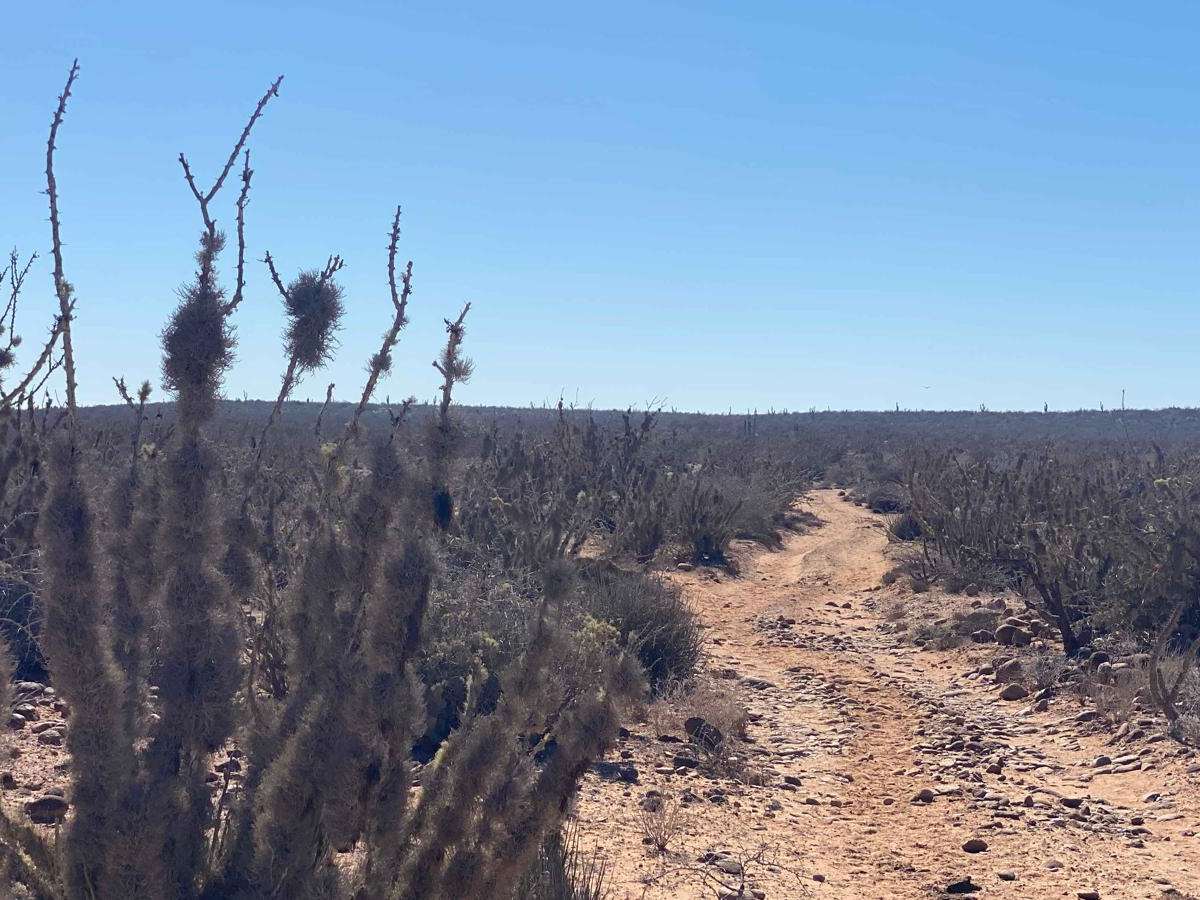Agua Del Coyote photo 6
