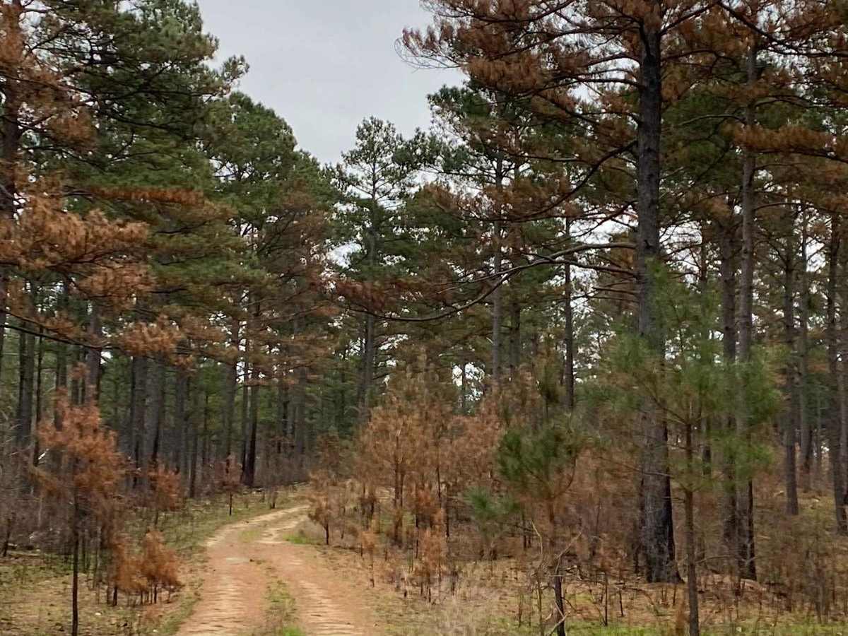 Buffalo Creek FR 28800 photo 2