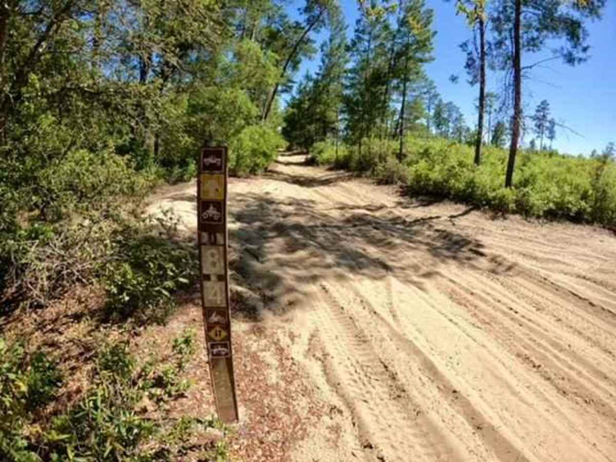 Longleaf Trail photo 6