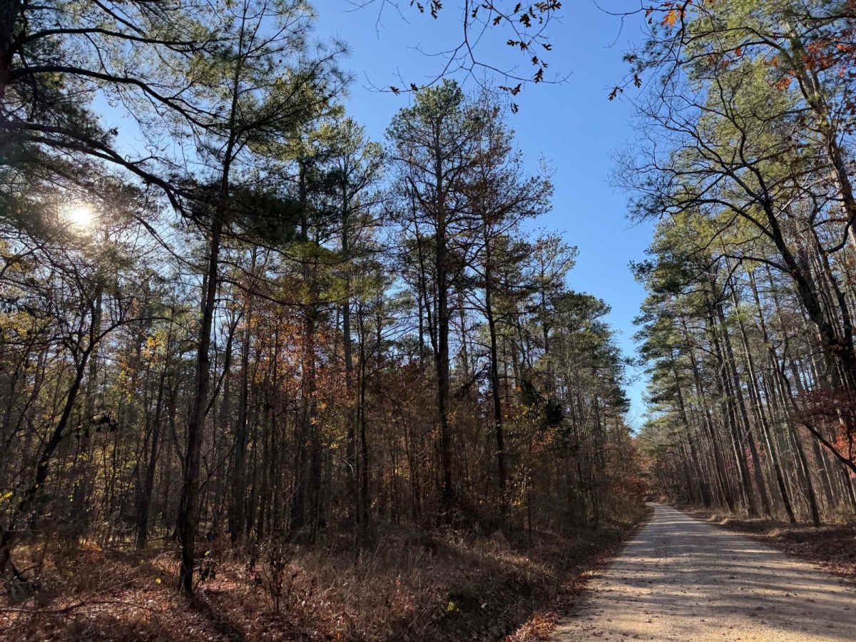 Owl Creek Road - FS 262 photo 6