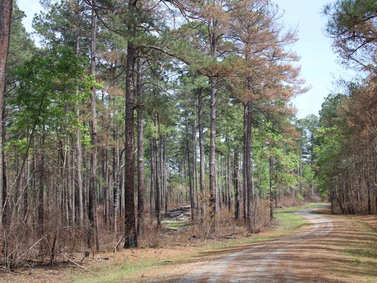 Circle Through the Past in Kisatchie photo 2