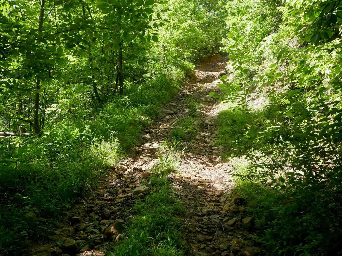 RV37 photo 3