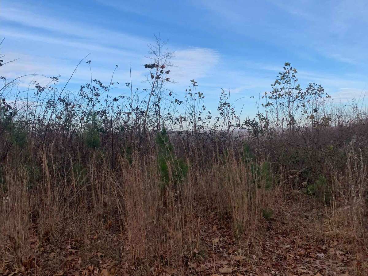 Dry Branch Road photo 4