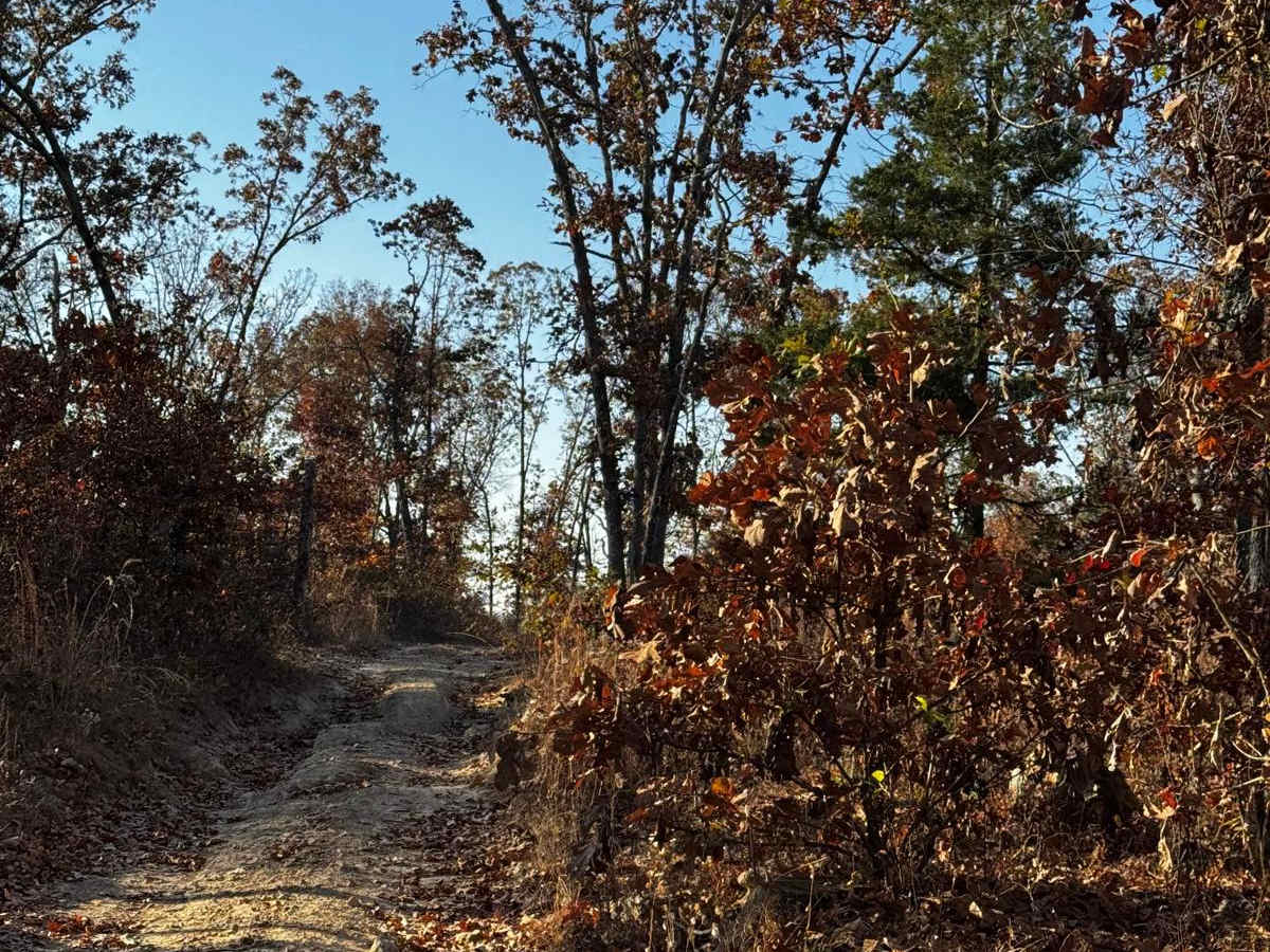 Loggers Trail / Heavens Stairs Connection trail photo