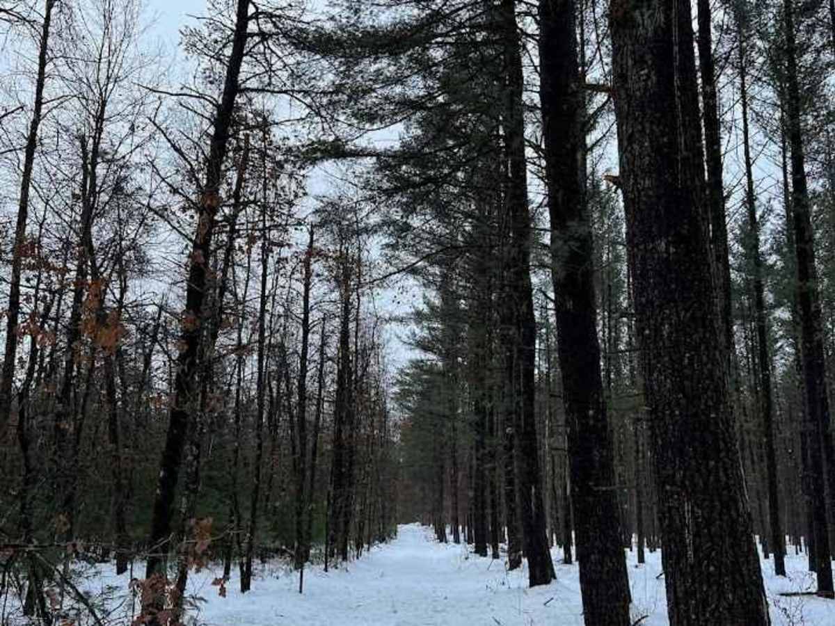 Aspen Trail (NFS 6295) photo 3