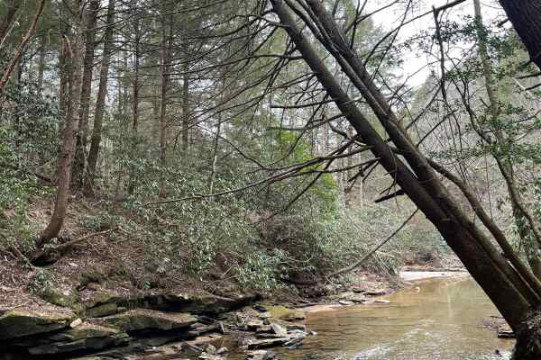 Dog Branch to Rooks Road
