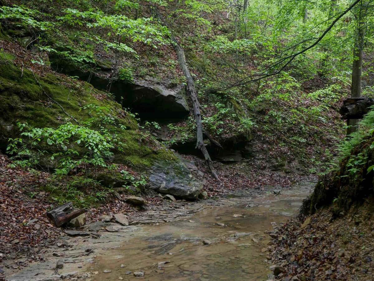 IB 78 photo 5