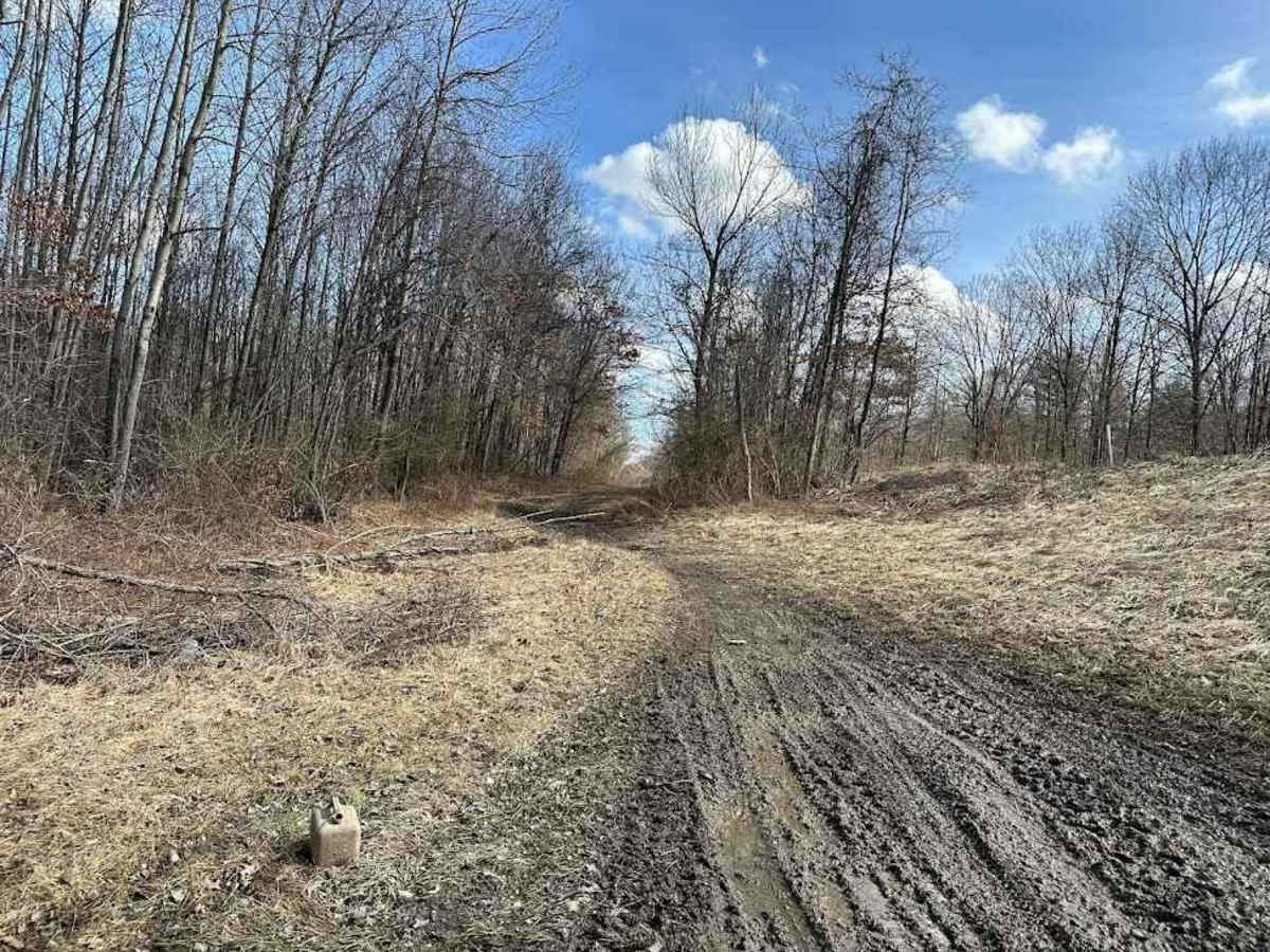 Locust Gap 80 photo 6