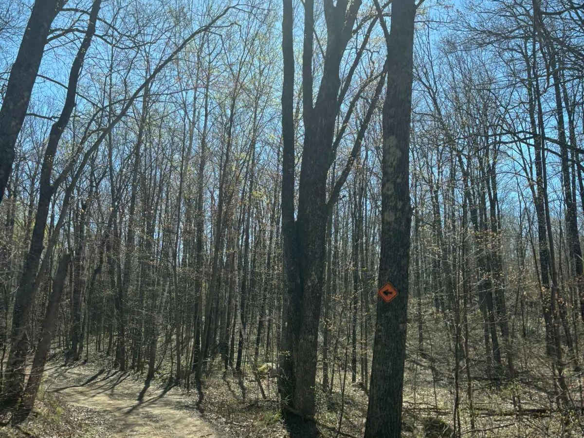 Forest Road 2249 photo 3