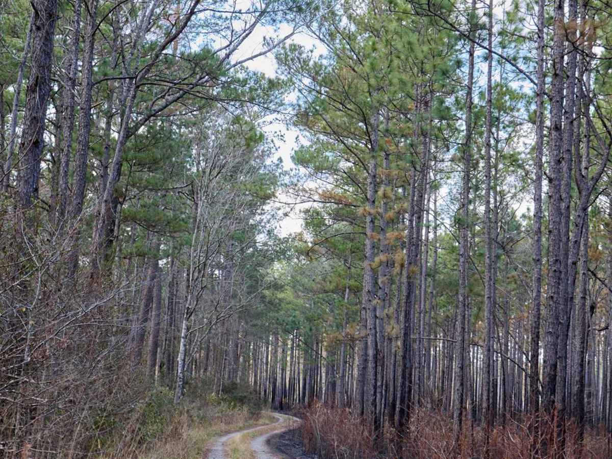 FSR130C - Coordesville Alt. C trail photo