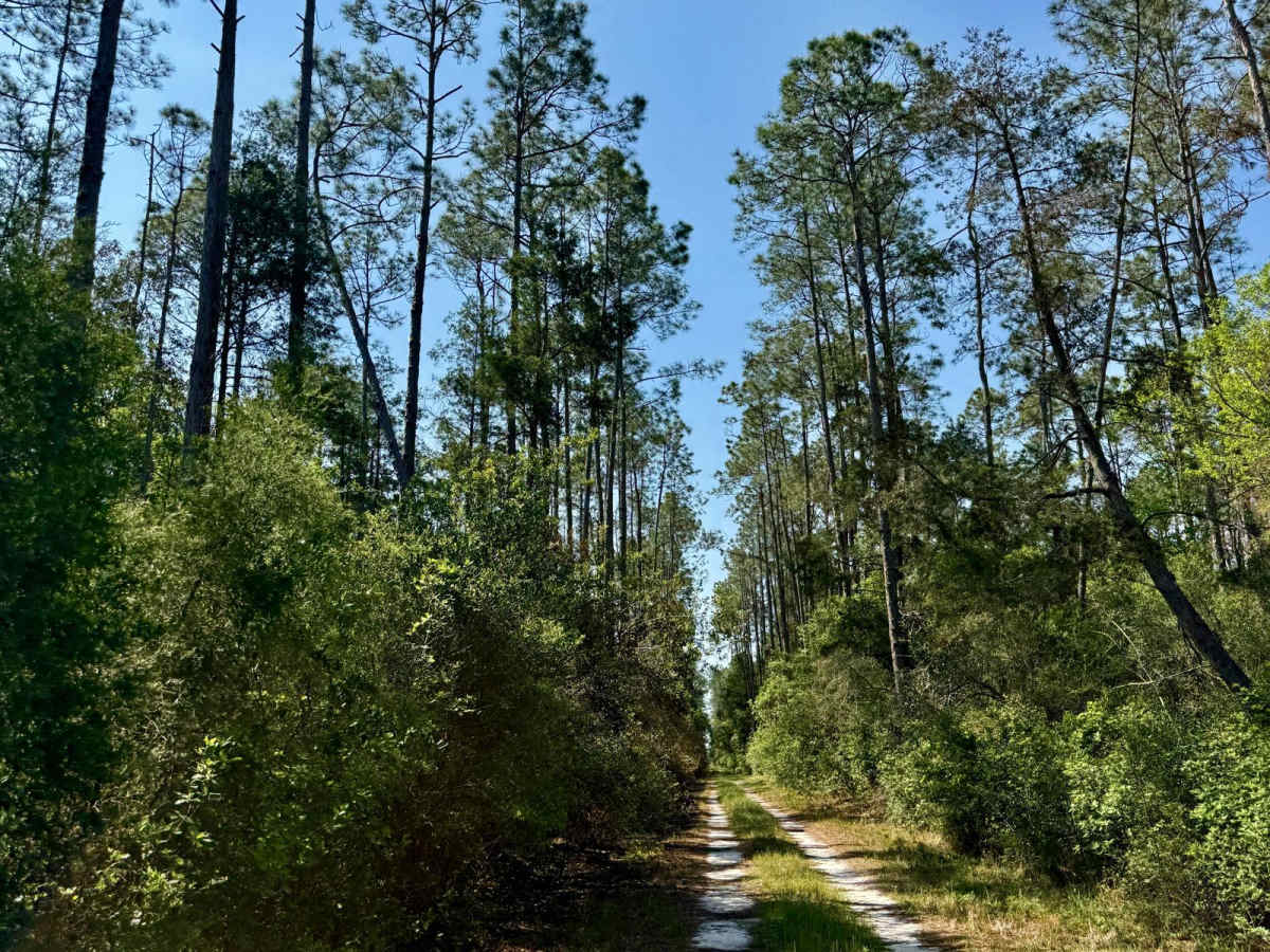 SFR 21 North trail photo