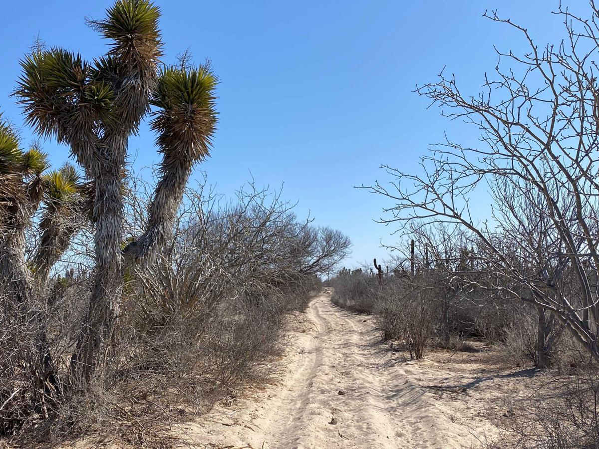 KM 131 - Middle Road photo 6