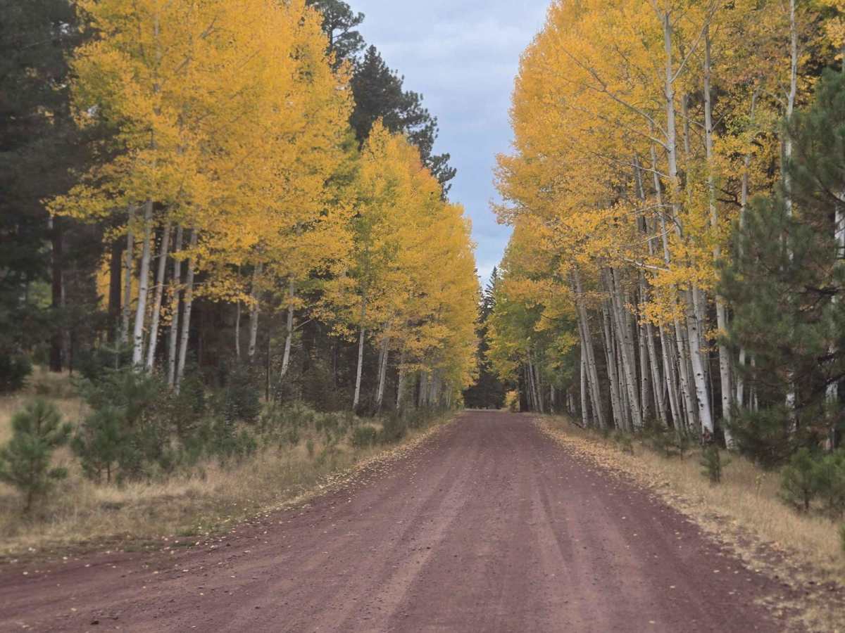Hall Creek Road photo 6
