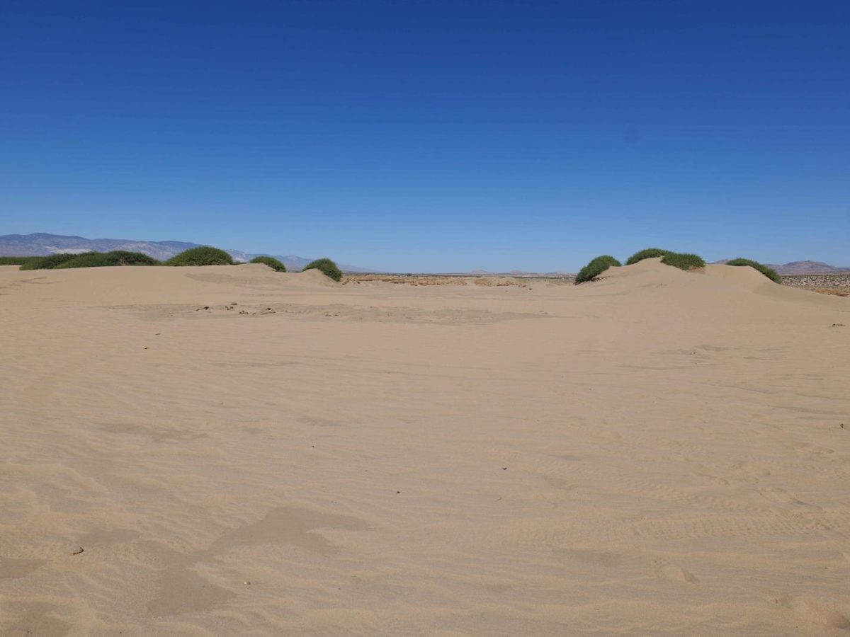 Sand Dune Expedition photo 3