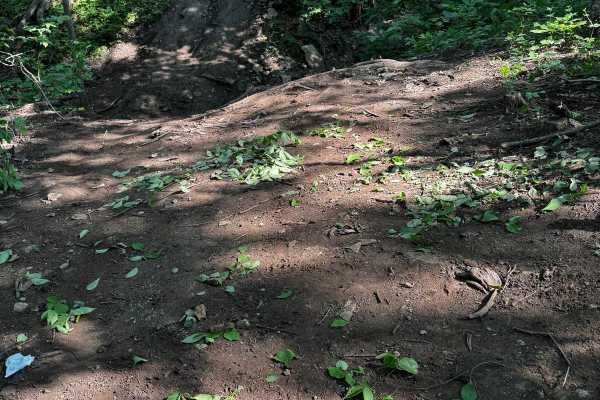 Bounty Hill 93