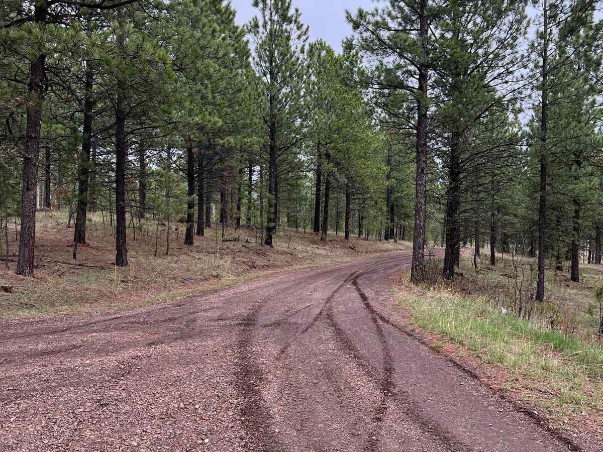 Boodleman Forest Road photo 2