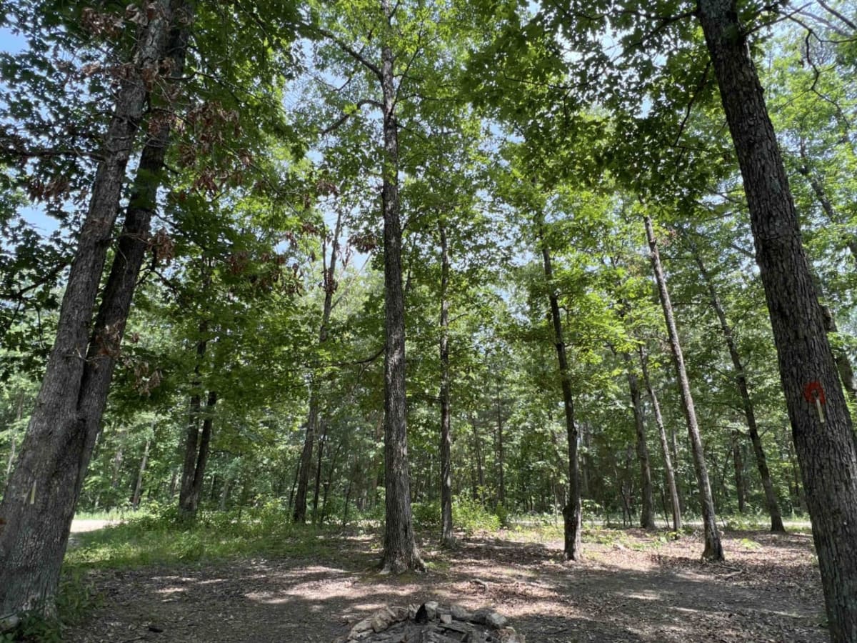 Current River Conservation Area trail photo