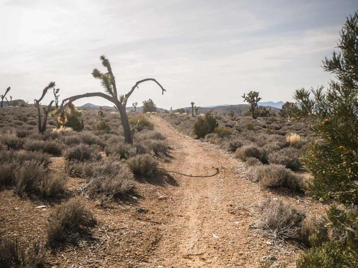 Joshua Tree Wash photo 2