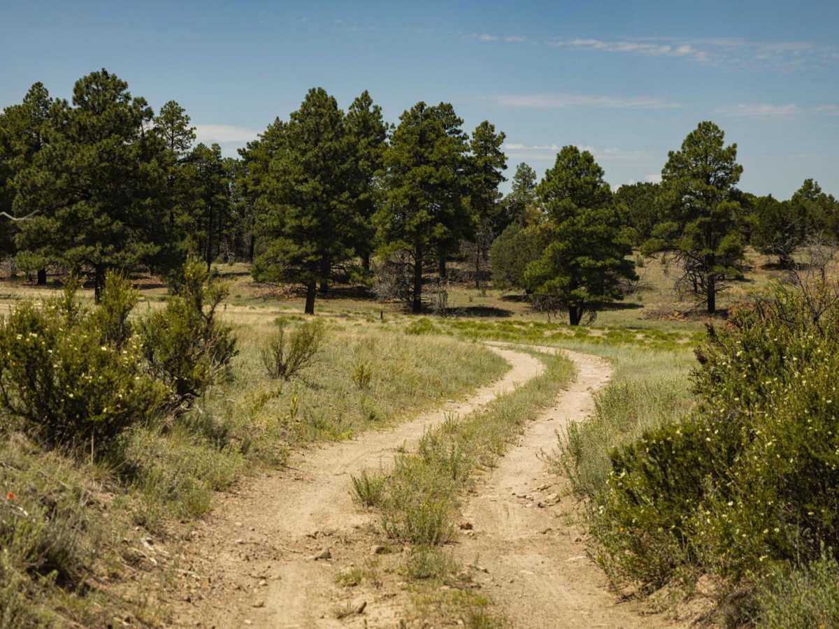 The Wooded Curve photo 4