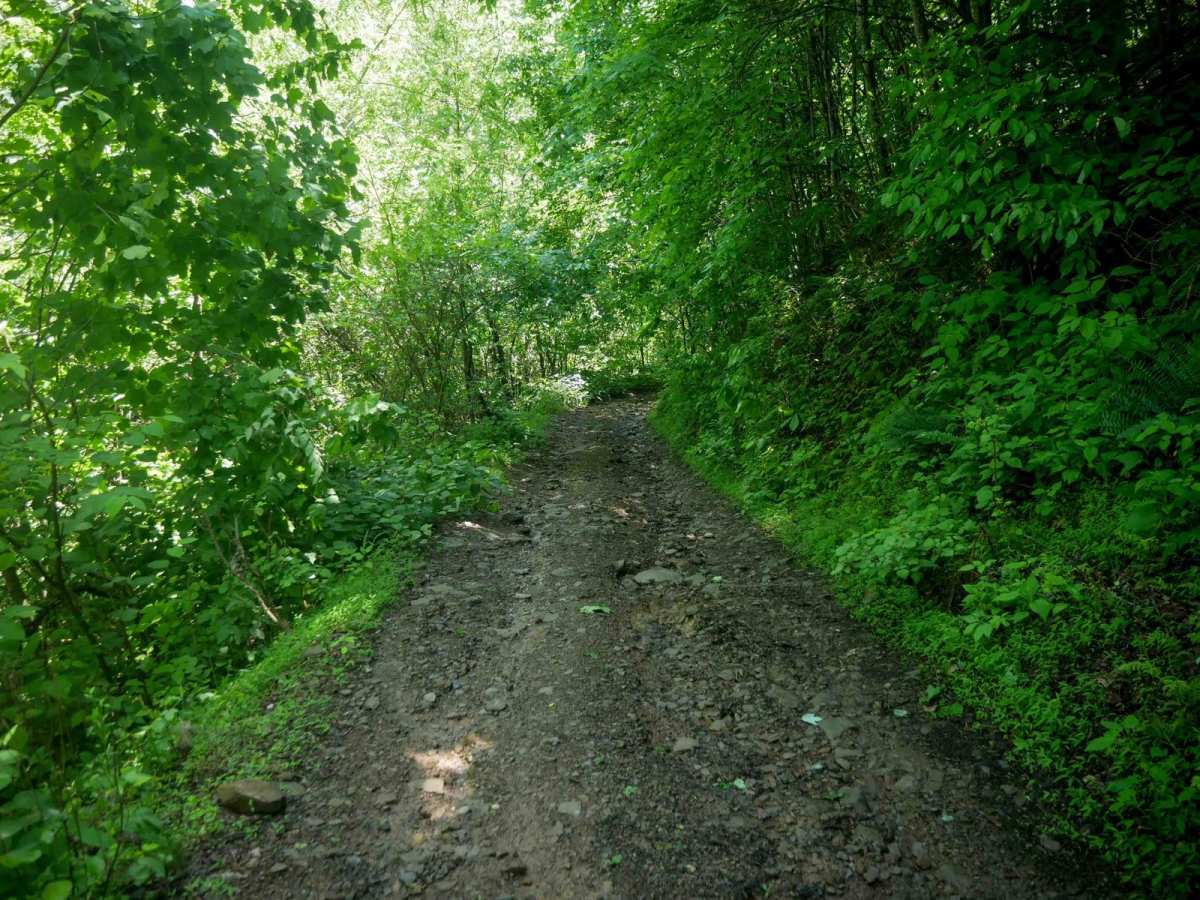 CC55 trail photo